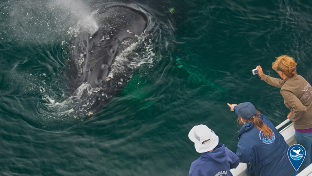 Channel Islands Naturalist Corps Volunteers aboard whale watching vessel