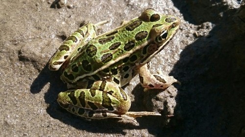 Leopard frog.