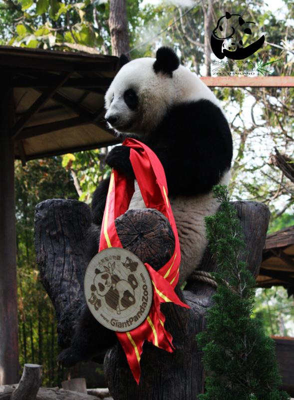 giantpandaphotos:  Lin Ping at the Chiang Mai Zoo, Thailand, on February 14, 2013.