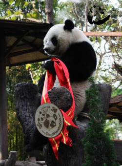 Giantpandaphotos:  Lin Ping At The Chiang Mai Zoo, Thailand, On February 14, 2013.