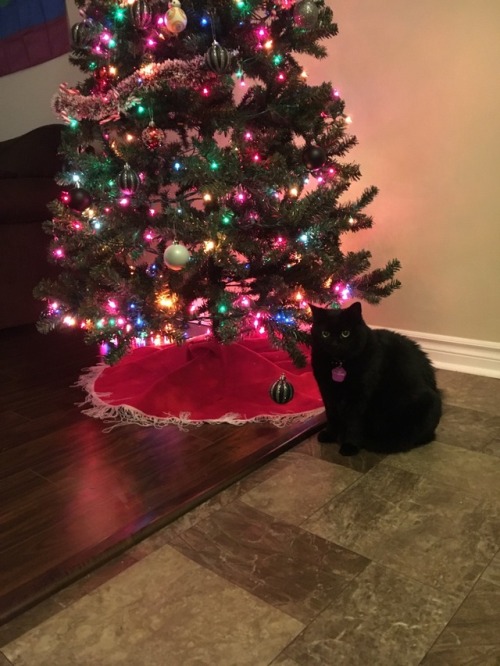notsobeautifulpeople: Christmas kitties