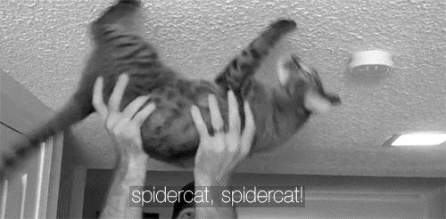 XXX Spidercat 🤷🏻‍♀️ photo