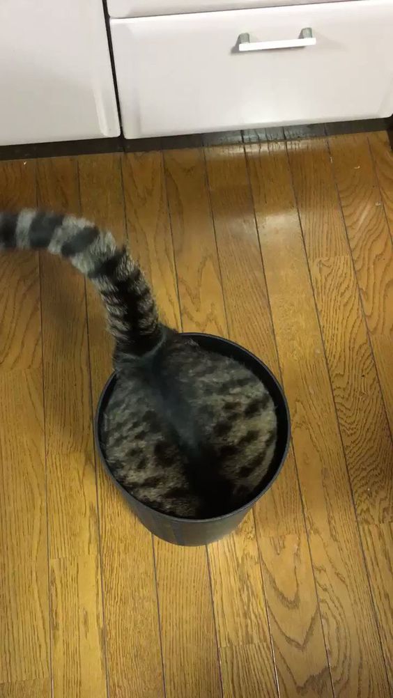 coolcatgroup: veroniraptorr:  What kind of plant is this?   The best kind  