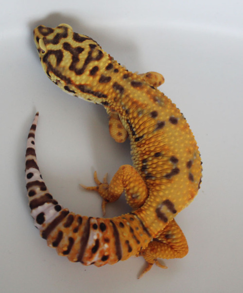 lunationgeckos: Why are you all so cute? 