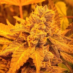 weedporndaily:  HPS Pie lol by thisisthatoneguy http://ift.tt/TU41Yn