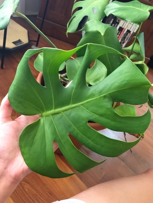 7.31.17 - Rescued and repotted a beautiful Split-Leaf Philodendron today! Excited to have such a won