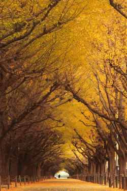 landscape-photo-graphy:10 Magical Tree Tunnels Trees are known to be Earth’s oldest, wisest and most beautiful beings. These canopies of magic above are filled with lush and vibrant leaves. The tree branches beautifully draped over nature, buildings