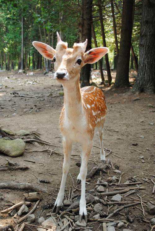 themoonphase:  yohlo-sassakura:  small prince of the forest  OHMYYY