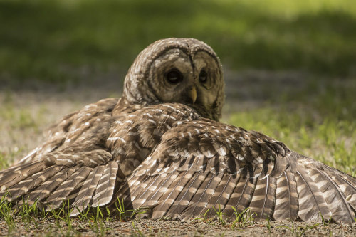 zookeeperproblems: ainawgsd: Owls Sunbathing “Bird Department, a visitor reported your bird is dead…” IT’S!!! SUNBATHING!!!!!!!! 