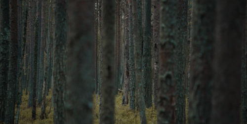 carlos-gmen: The Ritual (David Bruckner, 2017)