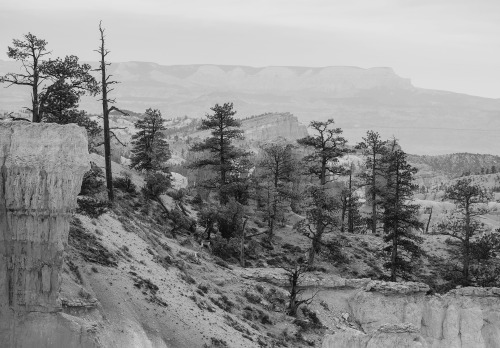 cysewski:Bryce National Park