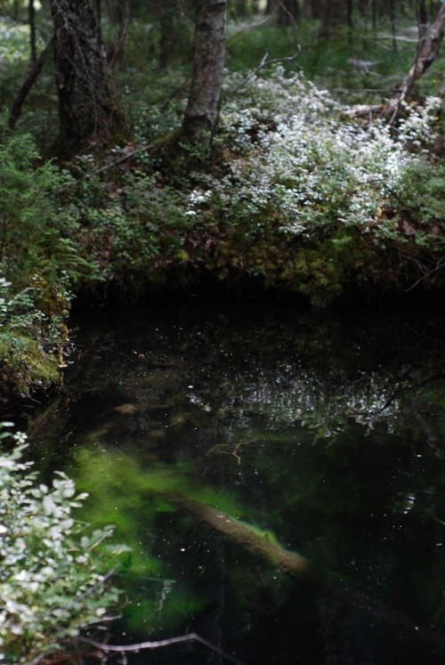 usvakorpi: A natural spring in between the forest and the swamp. Water was clear and cold, even drin