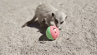 thenatsdorf:  Baby meerkats playing with ball toys. [full video]