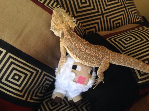 wormdestroyer: It needed to know who was the boss I made lizard a tumblr mostly as a photo gallery