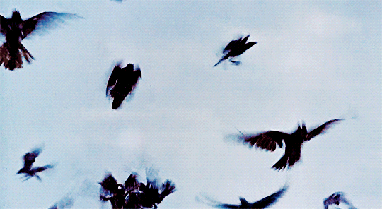horroredits:Alfred Hitchcock’s The Birds (1963)