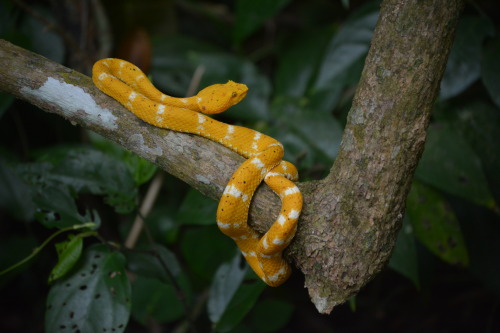 Snake in Cahuita National Park, Costa Rica