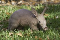 allcreatures:  PHOTO BY ADAM LEWIS/ASSOCIATED PRESS (via Busch Gardens Tampa has a new baby aardvark) 