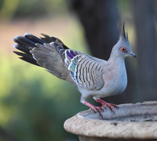 I had to make this post to go along with this video, because really, Crested pigeons (Ocyphaps lopho