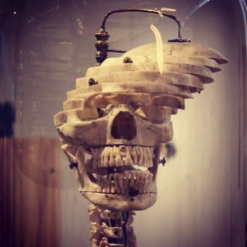 ryanmatthewcohn:My newest dissected human skull displayed at Museum of Art and Design until October 