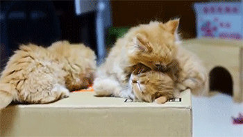 sizvideos:  Kittens sumo wrestling - Video 