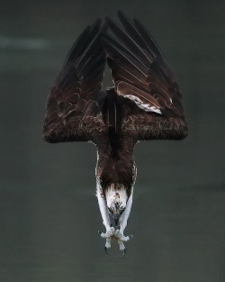 end0skeletal:Osprey by  Wilson chen  