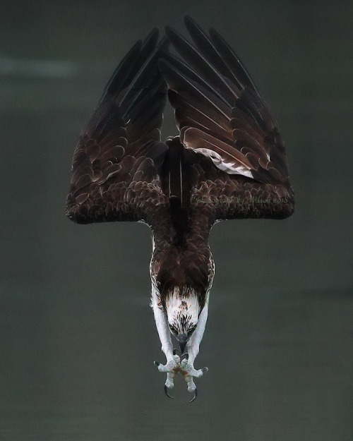 end0skeletal: Osprey by Wilson chen 