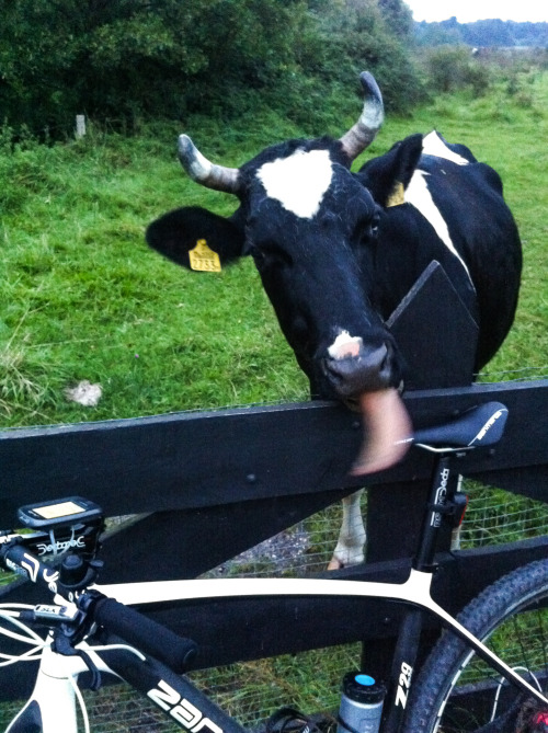 wdb-photography:Stuff I saw on my bike ride I saw a cow :) She checked my progress and wanted to tas