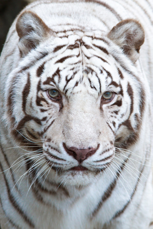 magicalnaturetour:  White Tiger (by Mark Dumont)