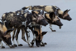 A Big, Plush Hyena