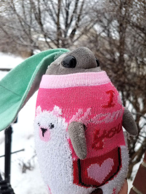 rootedincuteness:Ashleaf braved the cold for a little bit today to catch some snowflakes on her leaf