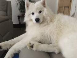 cloudthesamoyed:  floofy long legs