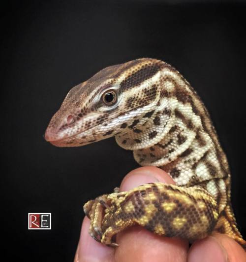 reptilefacts: Stunning female red “ackie” - Varanus acanthurus Bred and photographed by Rare Earth I