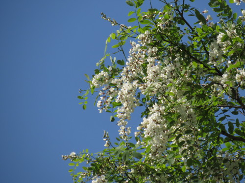 Black locust tree in bloom. Robinia pseudoacacia. Whenever they’re in bloom you can hear 