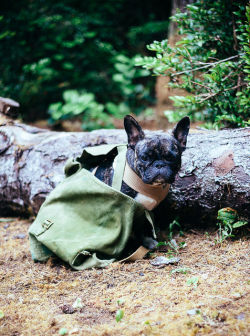 lifeinmotion84:  Camping is Better with Dogs 