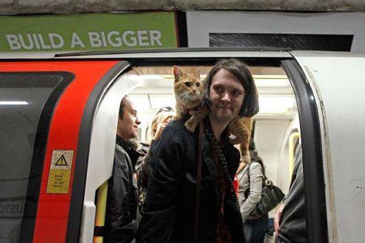 ourloveissemperfii:  &ldquo;One day in the subway, James saw a red cat with a