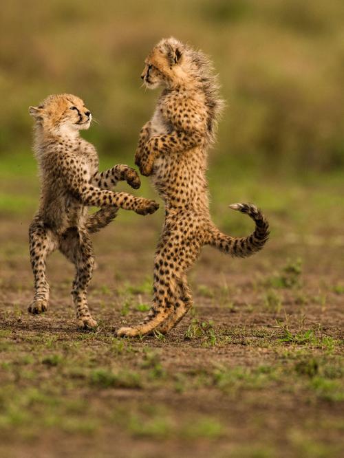 blondebrainpower:Cheetah cubs