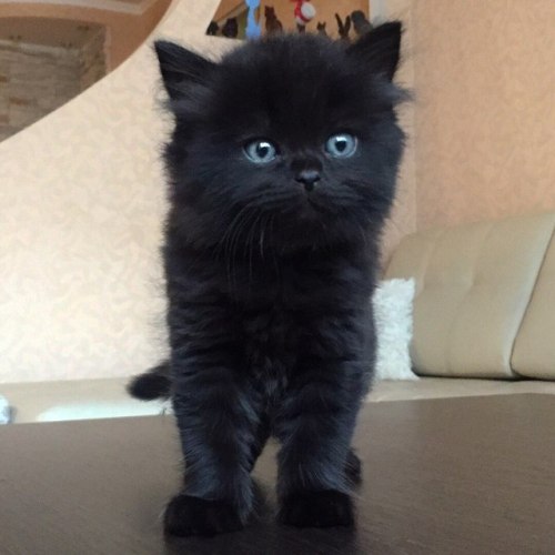 scottishstraight:Black British Longhair kitten!