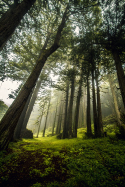 tulipnight:  Forest in a Big Sur by Five
