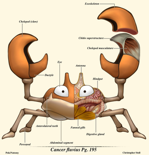 pokenatomy