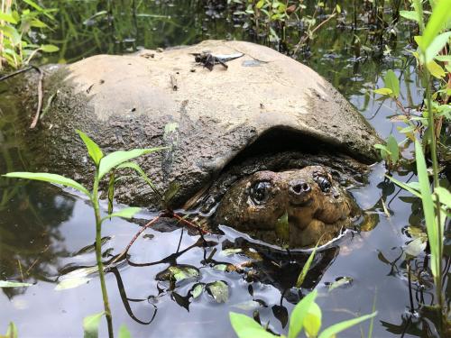 tortus-blog:Pretty dragonfly sitting on this strange rock – https://ift.tt/30Ckw36