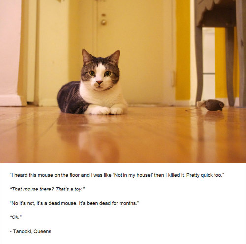 boredpanda:Cats’ Deepest Secrets Revealed On Felines Of New York