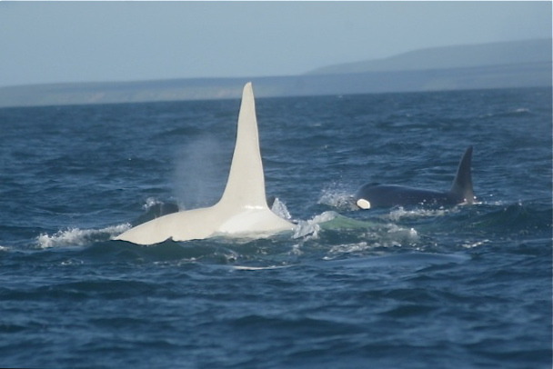 happynoodlegirl83:  kardafricanz:  This is Iceberg, the first white orca whale on