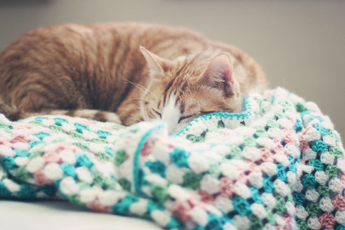 lafleurdesmurailles:  Leonardo by alyssakai on Flickr. 