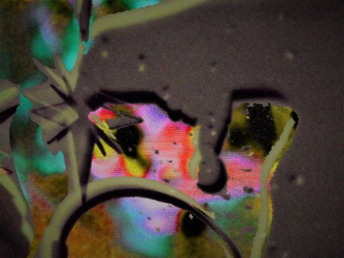 the cosmic life 