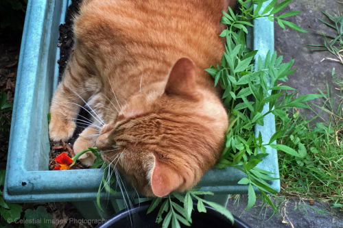 mischiefandmay: I didn’t much like those marigolds anyway.