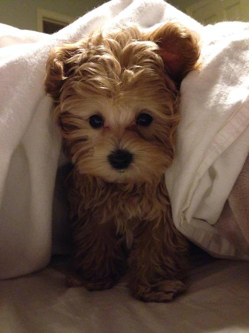 imgfave:  See more in Animals