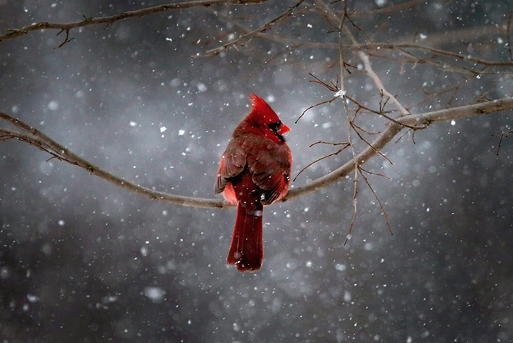 nubbsgalore:  winter is coming. photos by (click pic) dennis binda, mike segar, orsolya