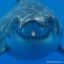 ilovesharks-109