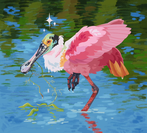  Roseate Spoonbill twitter / patreon 