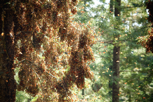 shithowdy:  nubbsgalore:  every autumn, tens of millions of monarch butterflies travel to their ancestral winter roosts in mexico’s mountain fir forests, coating the trunks of the trees in the orange of their wings, and causing the branches to droop